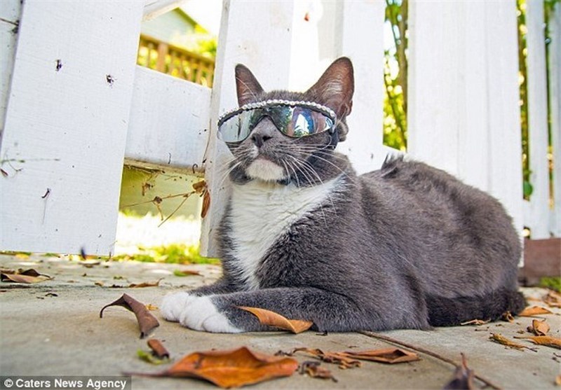 گربه‌‌ای که عینک دودی می‌زند / تصاویر