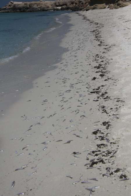 مرگ هزاران ماهی در جزیره کیش +عکس
