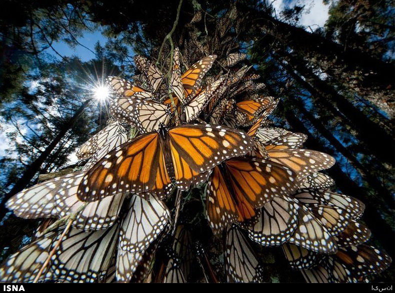 پروانه پادشاه در خطر انقراض+تصویر