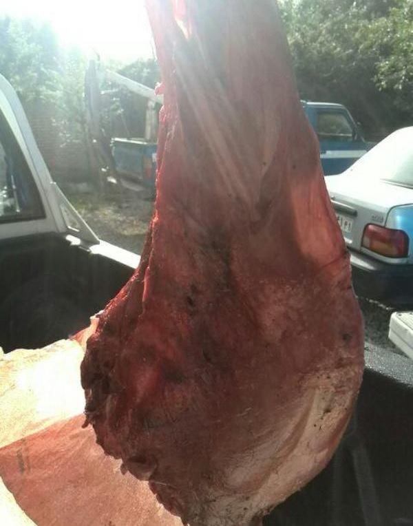 فروش گوشت گراز ۸۰ هزار تومان در تهران! +تصاویر