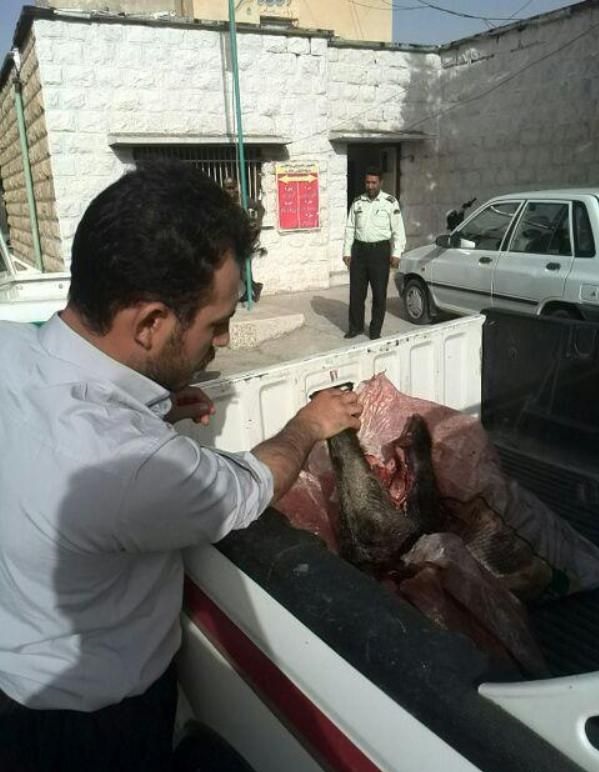 فروش گوشت گراز ۸۰ هزار تومان در تهران! +تصاویر