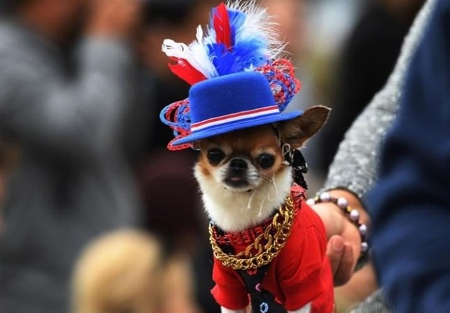 پوشش عجیب سگ‌ها در رژه سگ‌های هالووین +تصاویر