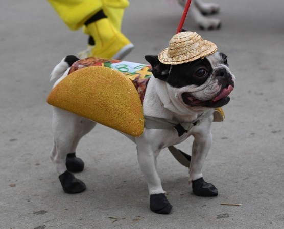 پوشش عجیب سگ‌ها در رژه سگ‌های هالووین +تصاویر