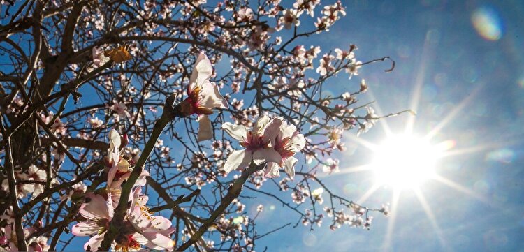 تصاویر| بوی بهار در زمستان کویر