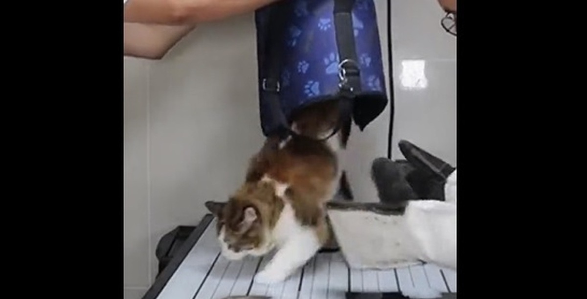 فیلم| گربه عصبانی در دامپزشکی