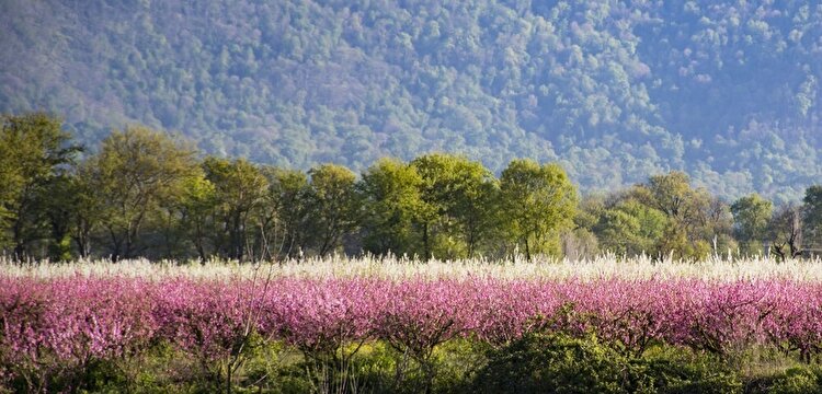 تصاویر| شکوفه های بهاری در باغ های میوه استان گلستان