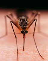 Medical Entomology medical-entomology