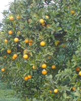 تهدید دیگری برای کشاورزان