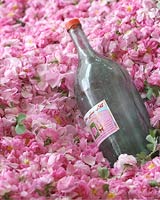 گزارش تصویری: گلاب گیری در قمصر کاشان