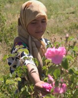 گزارش تصویری: برداشت گل در لاله‌زار کرمان