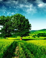 گزارش تصویری: مناظر زیبا