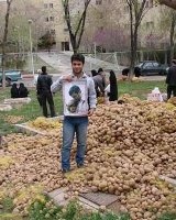 سیب‌زمینی و تنور داغ انتخابات!