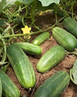 بوته خیار