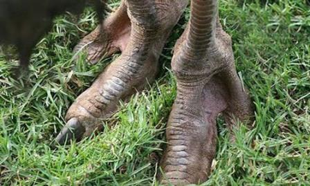 پای شترمرغ