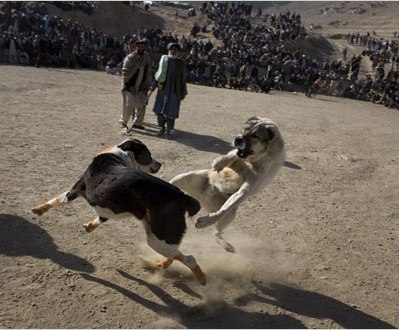 عکس سگ توله افغانی